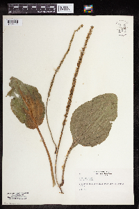 Plantago rugelii image