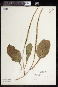 Plantago rugelii image