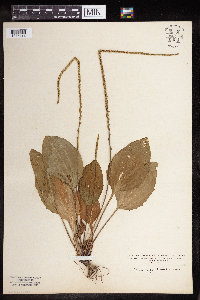 Plantago rugelii image