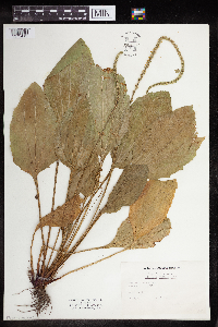Plantago rugelii image