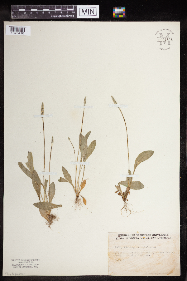Plantago virginica image