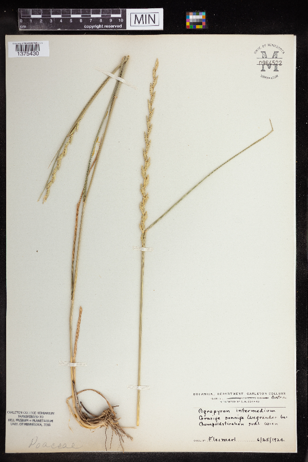 Agropyron intermedium image