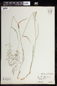 Agrostis stolonifera image