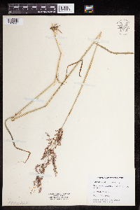 Agrostis stolonifera image