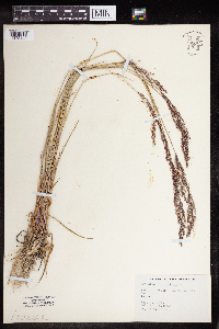 Agrostis stolonifera image