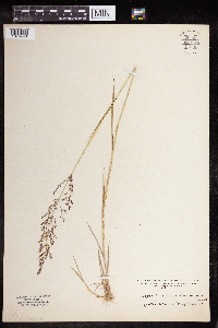 Agrostis gigantea image