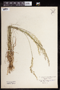 Agrostis stolonifera image