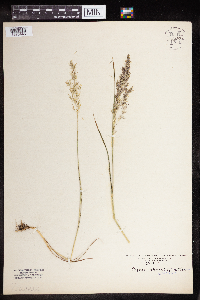 Agrostis stolonifera image