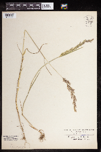 Agrostis stolonifera image