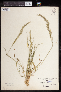 Agrostis stolonifera image