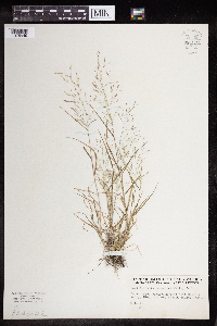 Agrostis perennans image