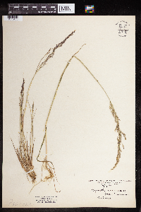 Agrostis perennans image