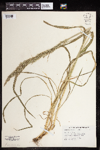 Agrostis exarata image