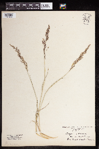 Media resource of Agrostis canina