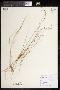 Media resource of Agrostis exarata