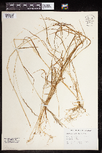 Agrostis exarata image