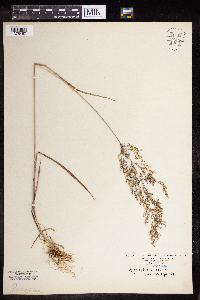 Agrostis stolonifera image