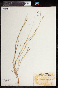 Alopecurus carolinianus image