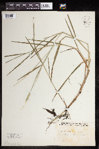 Alopecurus aequalis image