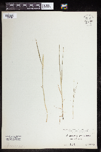 Alopecurus geniculatus image