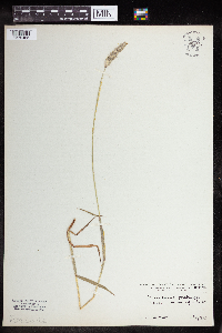 Alopecurus pratensis image