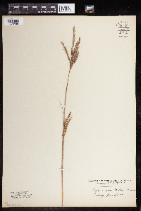 Andropogon gerardii image