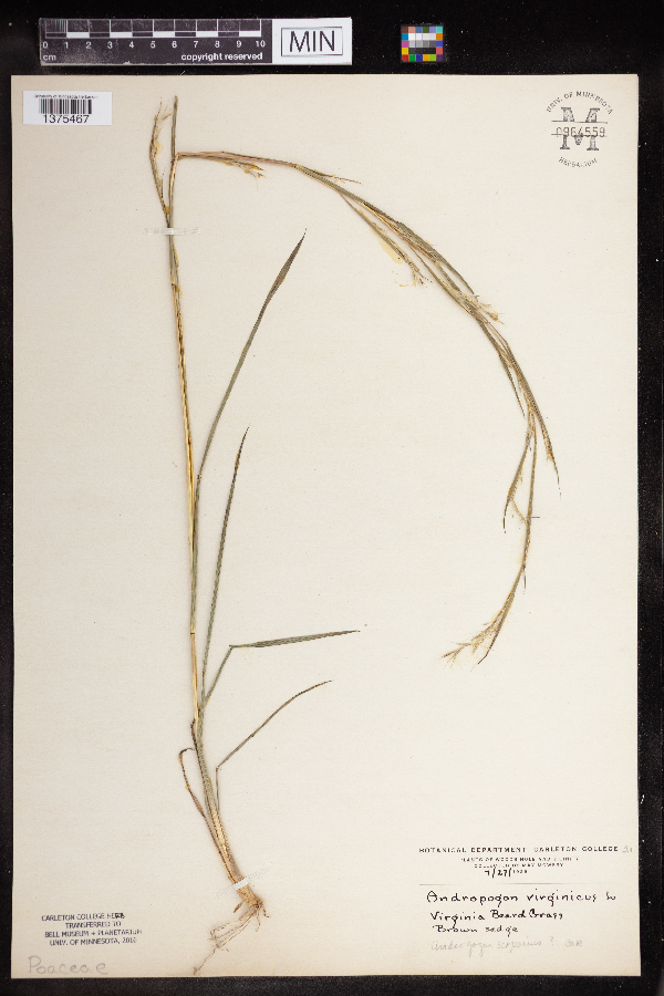 Andropogon virginicus image