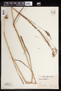 Andropogon gerardii image