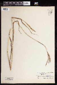 Andropogon gerardii image