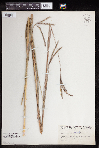 Andropogon gerardii image
