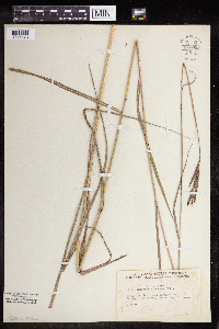 Andropogon gerardii image