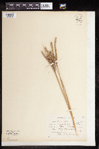 Andropogon gerardii image
