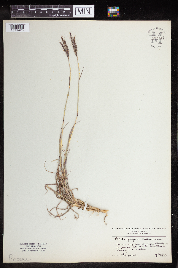 Bothriochloa ischaemum var. ischaemum image