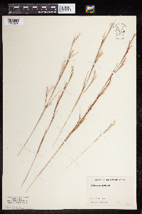 Schizachyrium scoparium image