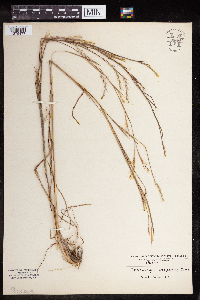 Schizachyrium scoparium image