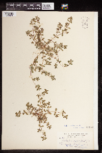 Euphorbia serpillifolia image