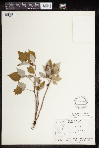 Rubus idaeus image