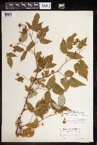 Rubus idaeus image