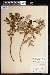 Rubus idaeus image