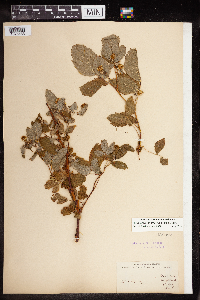 Rubus idaeus image