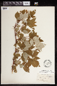 Rubus idaeus image