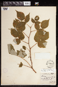 Rubus idaeus image
