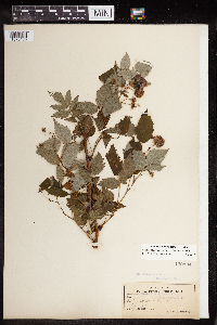 Rubus idaeus image