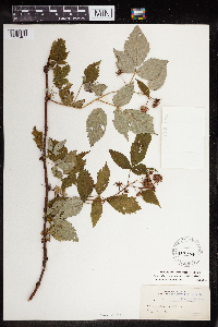 Rubus idaeus image