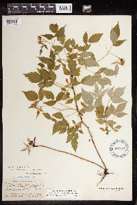 Rubus idaeus image