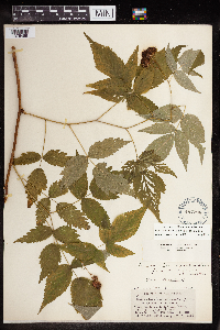 Rubus idaeus image