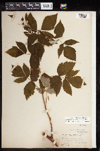 Rubus idaeus image
