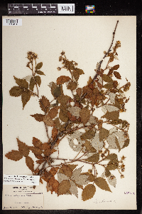 Rubus idaeus image