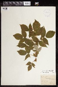 Rubus idaeus image