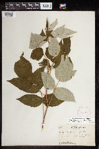 Rubus idaeus image